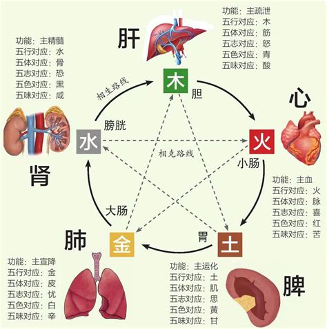 五行对应的器官|中医给五脏划分了五行属性，十分精准，古人是如何做。